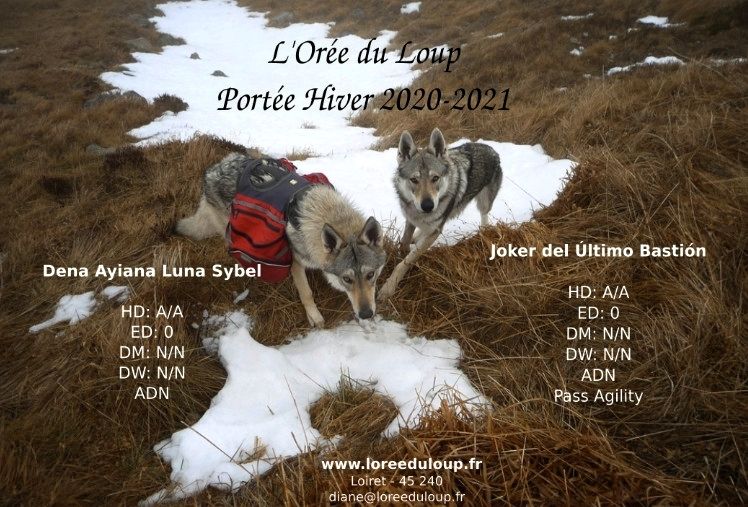 De L'Orée Du Loup - Portée 2020