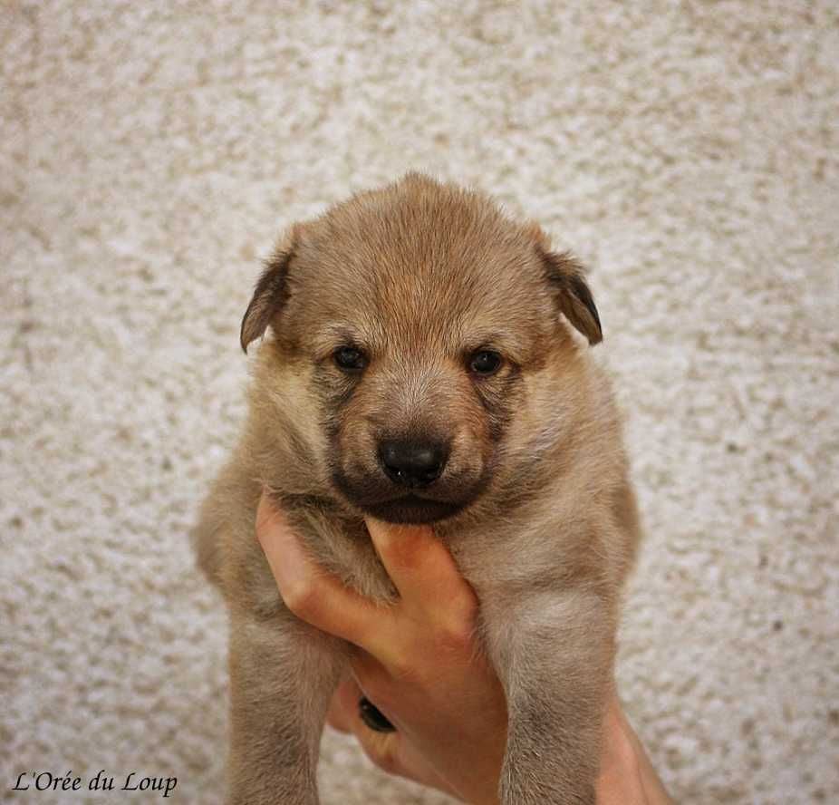 De L'Orée Du Loup - Chiots disponibles - Chien-loup tchecoslovaque