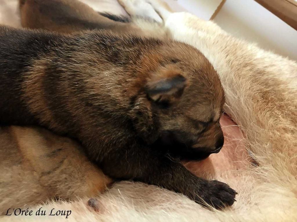 De L'Orée Du Loup - Chiots disponibles - Chien-loup tchecoslovaque