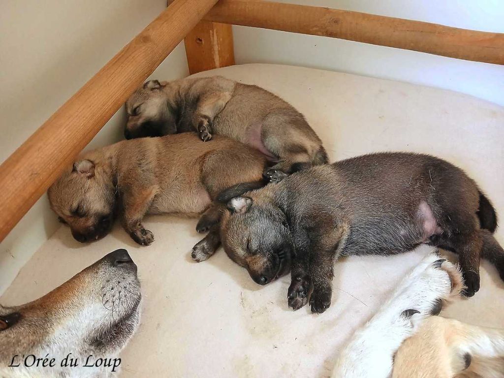 Chiot Chien-loup tchecoslovaque De L'Orée Du Loup