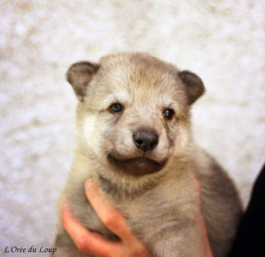 De L'Orée Du Loup - Chiots disponibles - Chien-loup tchecoslovaque