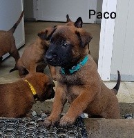 PAKO