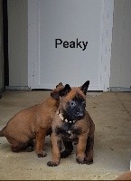 PEAKY