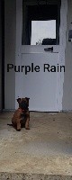 PURPLE RAIN