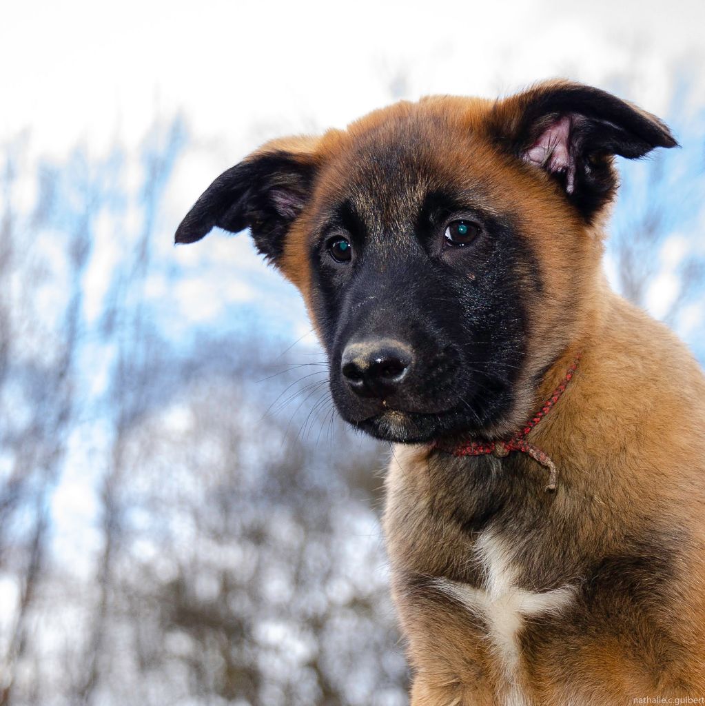 by Pas à Pattes - Chiots disponibles - Berger Belge