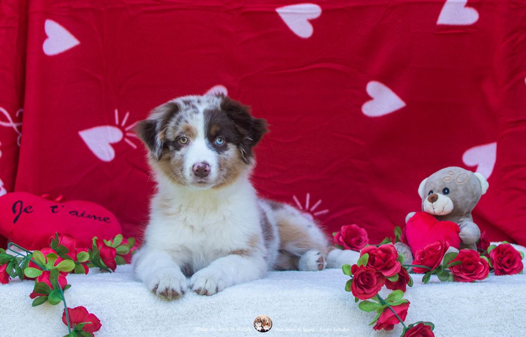 Des Terres De Manaly - Chiots disponibles - Berger Australien