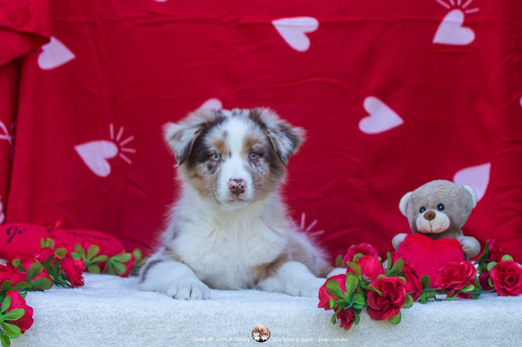 Des Terres De Manaly - Chiots disponibles - Berger Australien