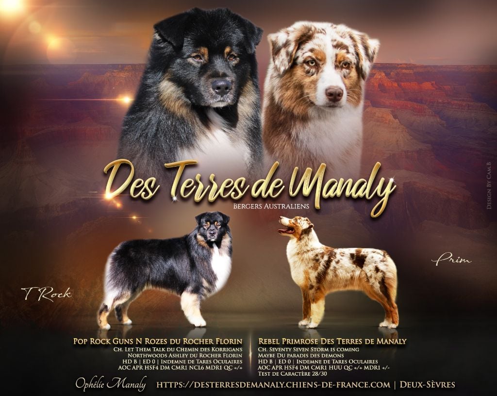 Chiot Berger Australien Des Terres De Manaly