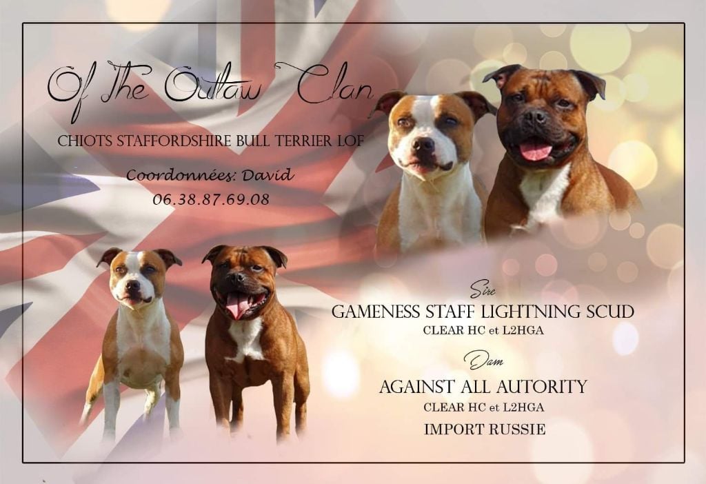 Chiot Staffordshire Bull Terrier Of The Outlaw Clan