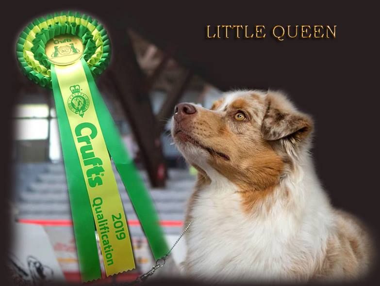 Queenores - Qualifiée CRUFTS 2019