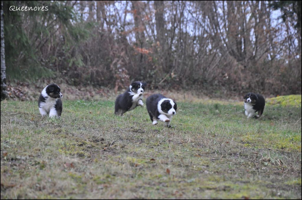 Chiot Berger Australien Queenores