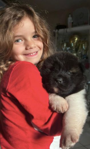 De L’Idylle Ducup - Chiots disponibles - Akita americain