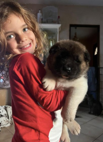 De L’Idylle Ducup - Chiots disponibles - Akita americain