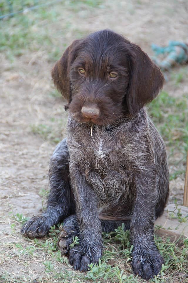 De L'Ubac Du Ventoux - ONYX dernier chiot disponible de cette portée.