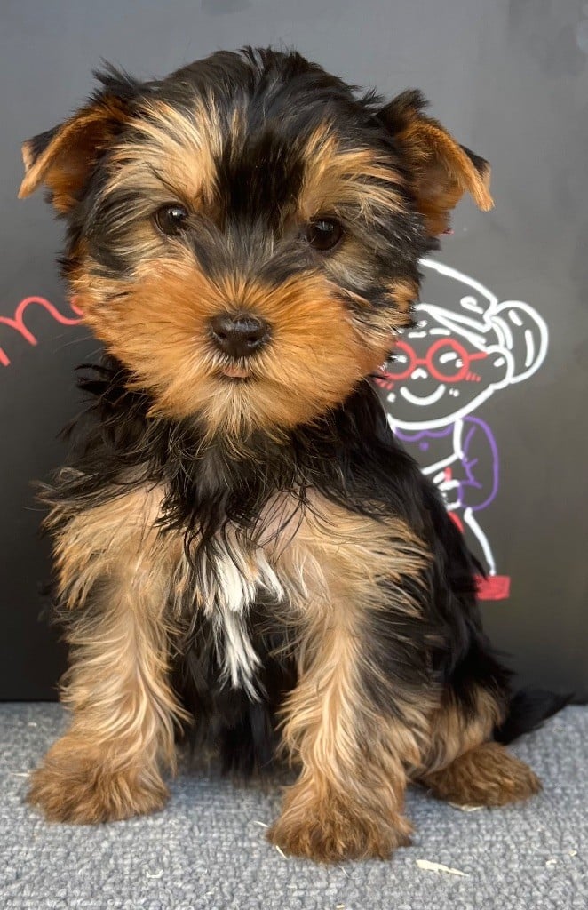 des vents d'océan - Chiots disponibles - Yorkshire Terrier