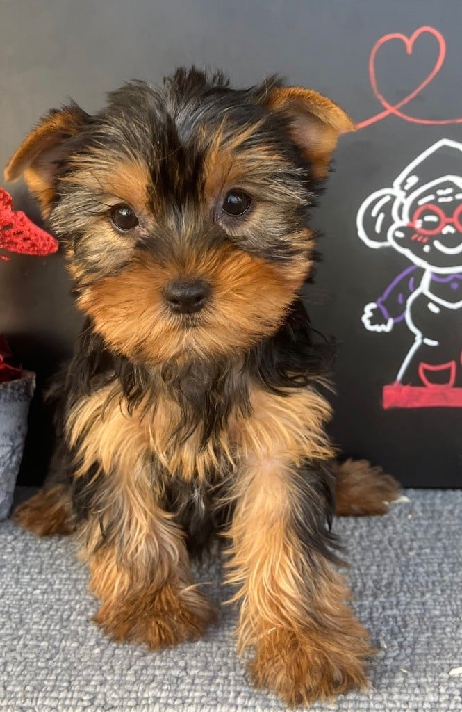 des vents d'océan - Chiots disponibles - Yorkshire Terrier