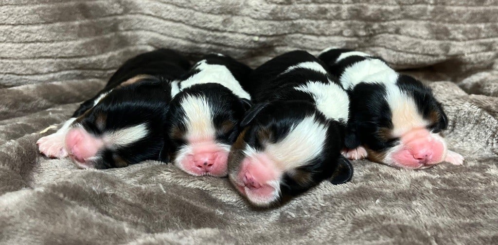 des vents d'océan - Chiots disponibles - Cavalier King Charles Spaniel