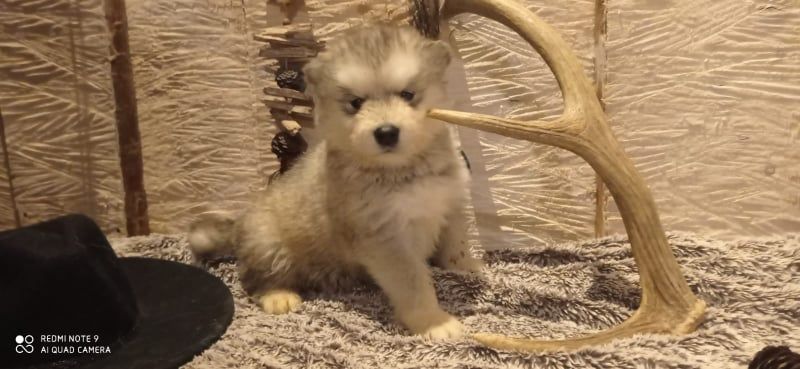 Of The Wild Spark - Chiots disponibles - Alaskan Malamute