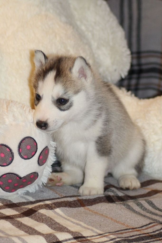 Of The Wild Spark - Chiots disponibles - Siberian Husky