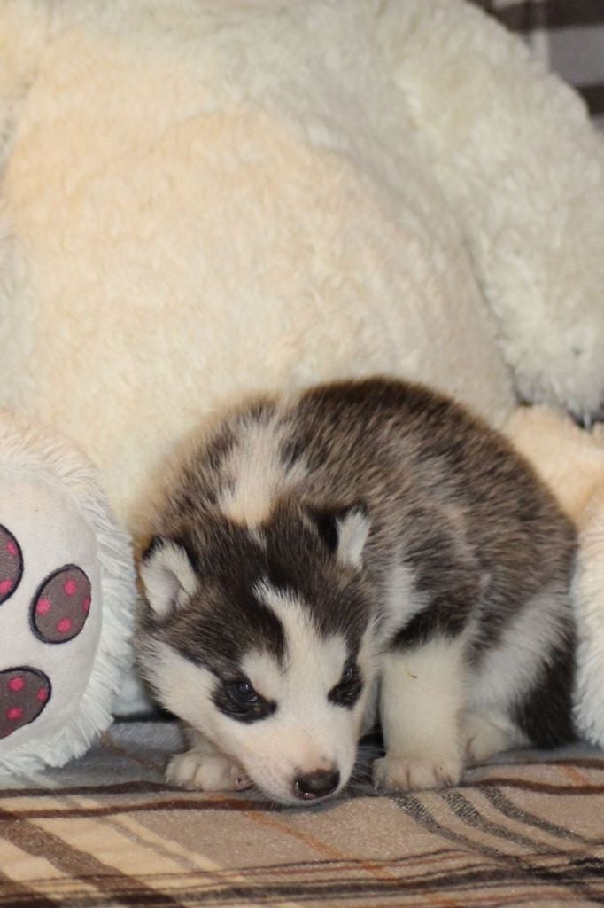 Of The Wild Spark - Chiots disponibles - Siberian Husky