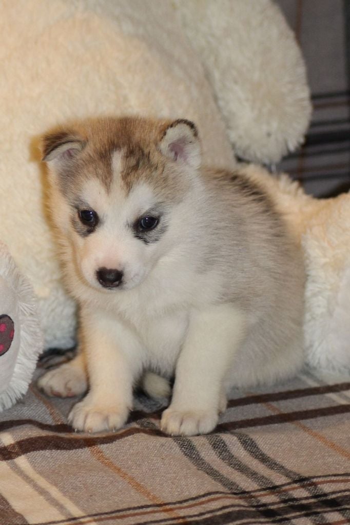 Of The Wild Spark - Chiots disponibles - Siberian Husky