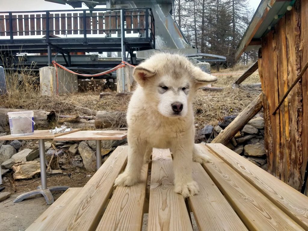 Of The Wild Spark - Chiots disponibles - Alaskan Malamute