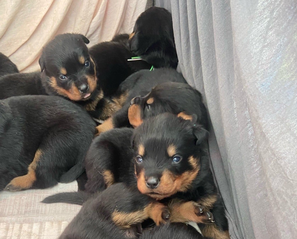 Du Temple du Chaos - Chiots disponibles - Rottweiler