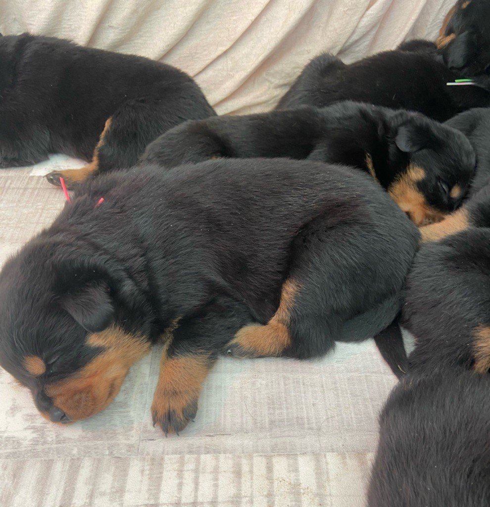 Du Temple du Chaos - Chiots disponibles - Rottweiler