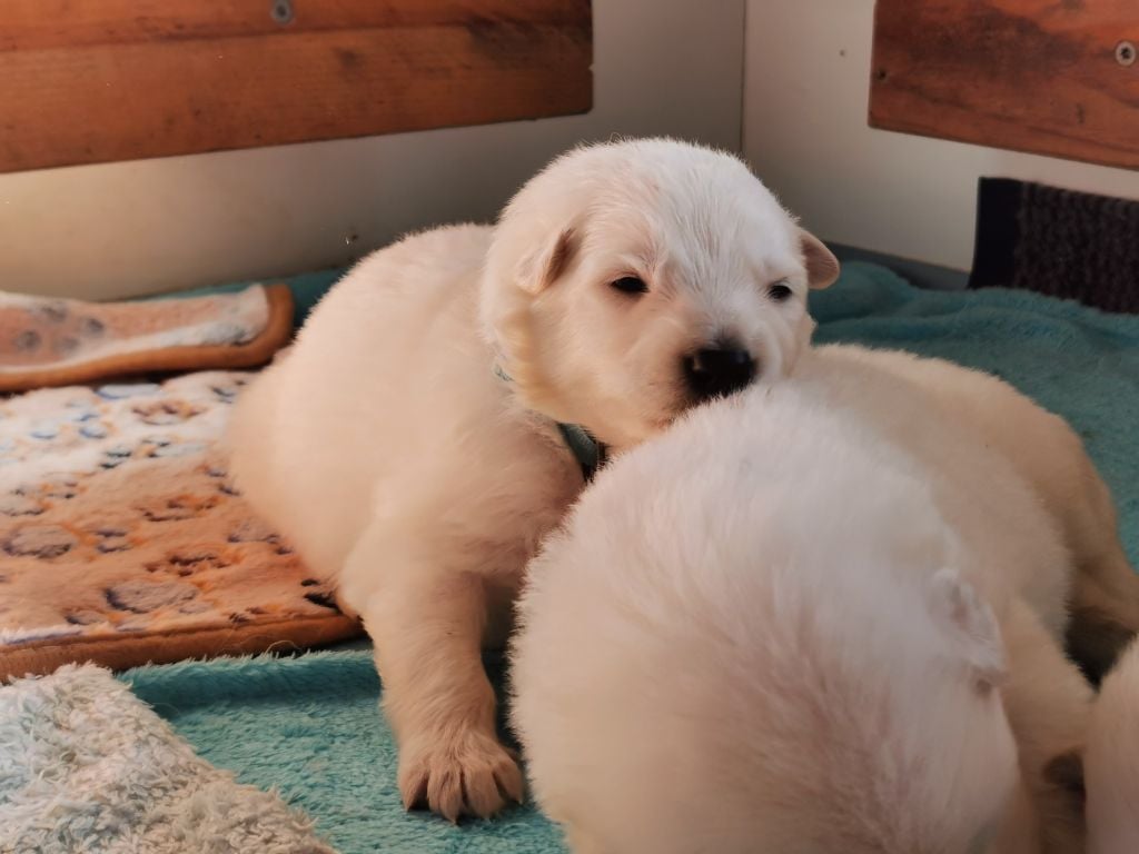 du Domaine De Cap Dé Lastouse - Chiots disponibles - Berger Blanc Suisse