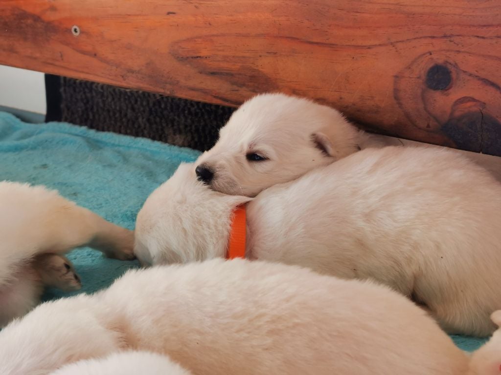 du Domaine De Cap Dé Lastouse - Chiots disponibles - Berger Blanc Suisse