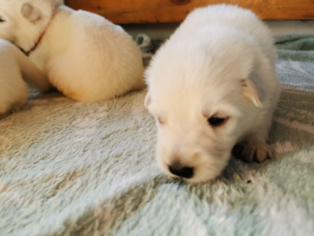 du Domaine De Cap Dé Lastouse - Chiots disponibles - Berger Blanc Suisse