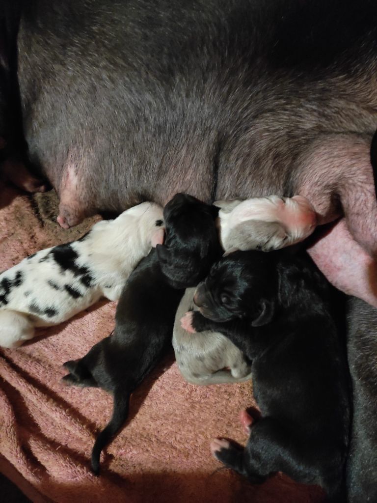 Des Princes Du Quercy - CHIOTS DOGUE ALLEMAND