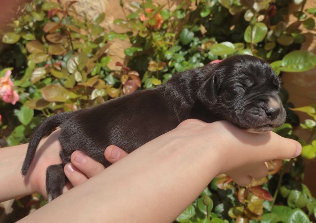 Des Princes Du Quercy - Chiots disponibles - Dogue allemand