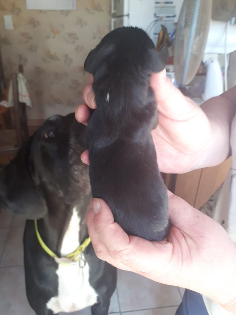 Des Princes Du Quercy - Chiots disponibles - Dogue allemand