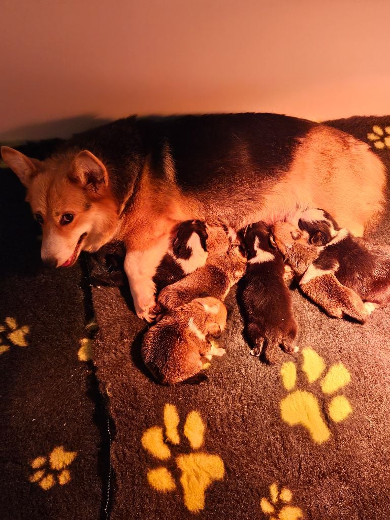 Chiot Welsh Corgi Pembroke Jessica Aubugeau