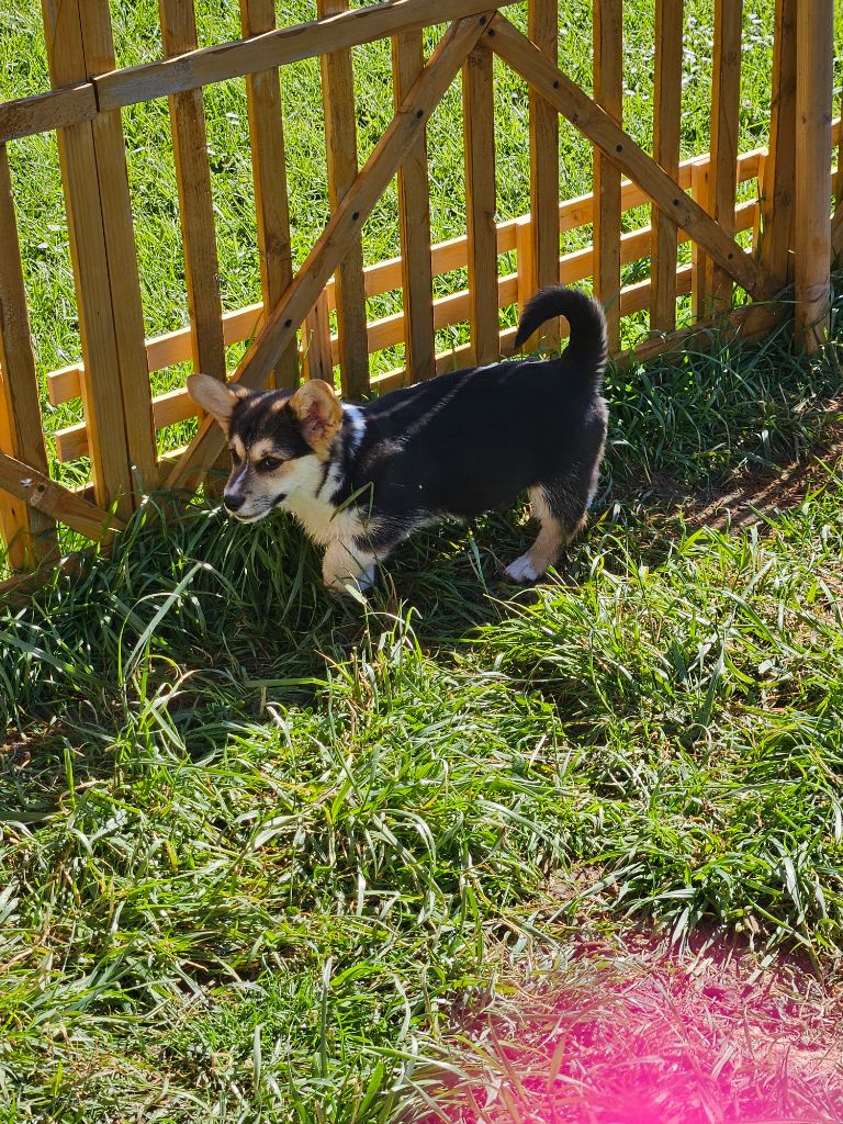 Jessica Aubugeau - Chiots disponibles - Welsh Corgi Pembroke