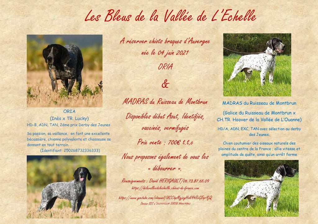 De La Vallee De L'Echelle - Naissance des chiots d'Oria & Madras du Ruisseau de Montbrun