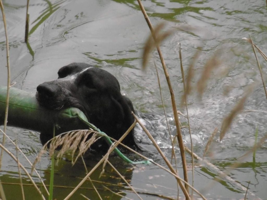 De La Vallee De L'Echelle - Brevet International de Chasse Pratique pour Lucky