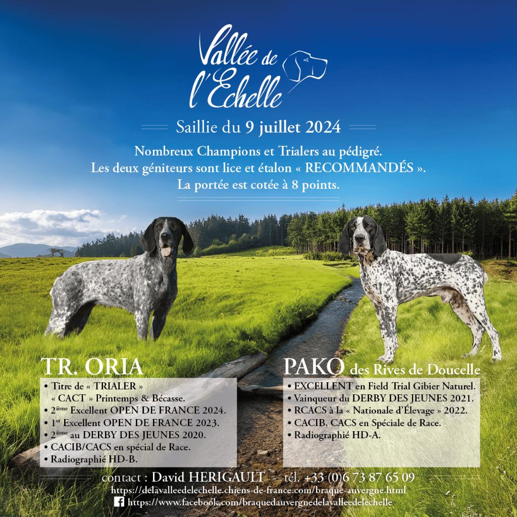 De La Vallee De L'Echelle - SAILLIE ORIA/ CHIOT A RESERVER