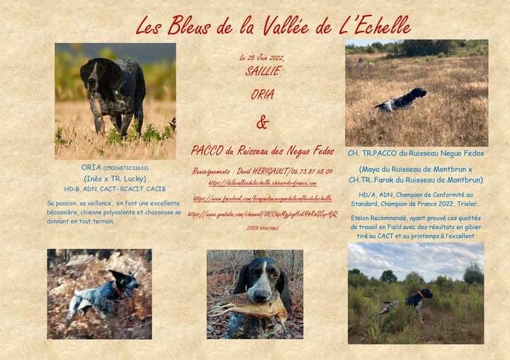 De La Vallee De L'Echelle - Saillie ORIA x CH.TR. PACCO du Ruisseau Neguo Fedos