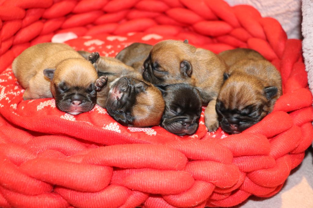 Chiot Bouledogue français of kingdom of malapata