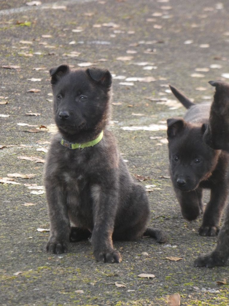 Des Héritiers D'hojoshei - Chiots disponibles - Berger hollandais