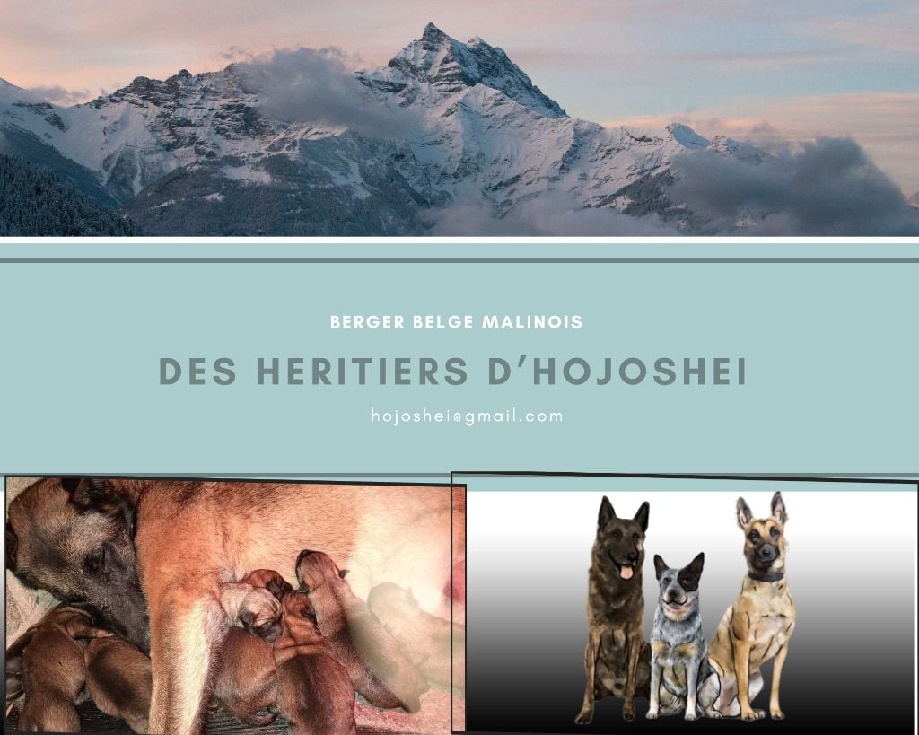 Des Héritiers D'hojoshei - Berger Belge - Portée née le 22/10/2023