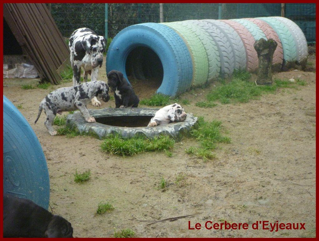 Nouveau parc à chiots