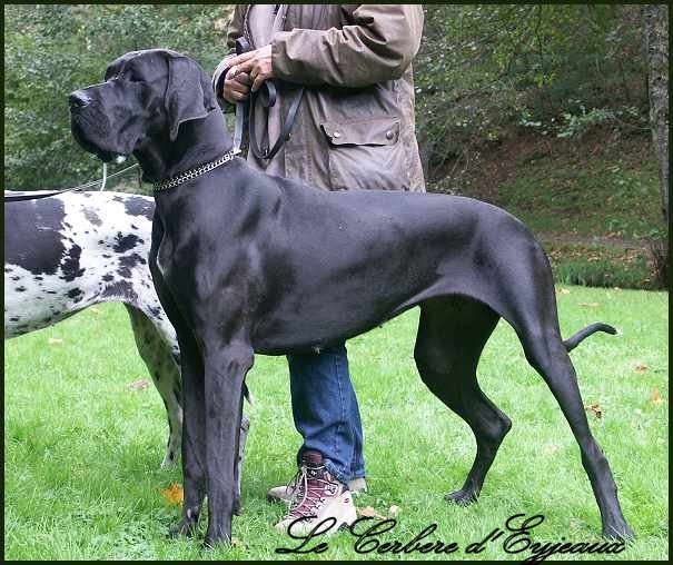 du Cerbere d'Eyjeaux - Dogue allemand - Portée née le 04/05/2009