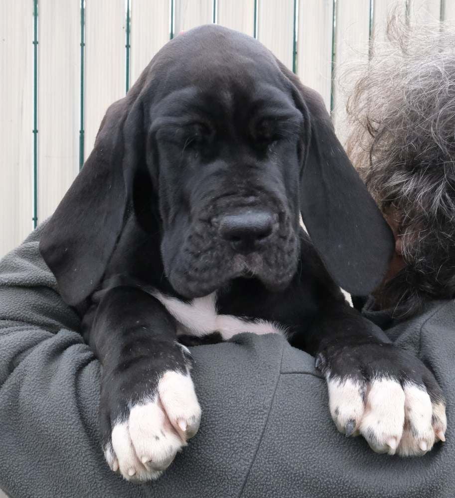 du Cerbere d'Eyjeaux - Chiots disponibles - Dogue allemand