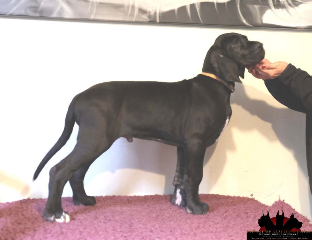 du Cerbere d'Eyjeaux - Chiots disponibles - Dogue allemand