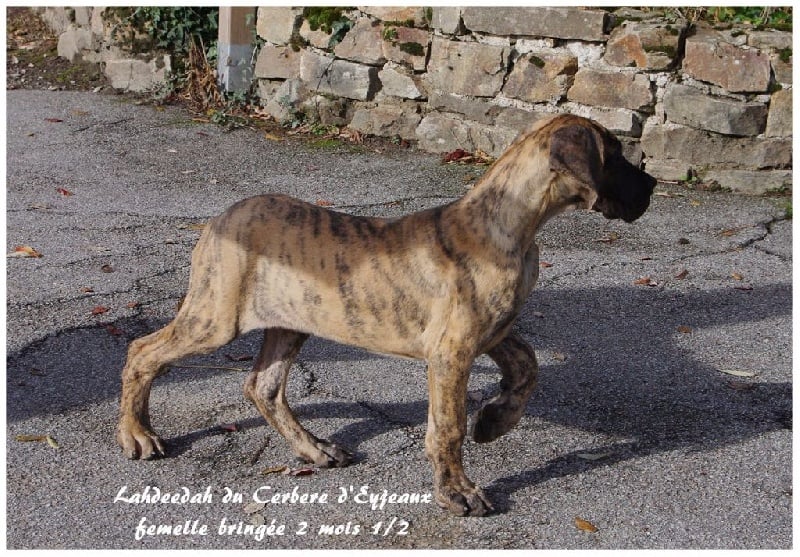 du Cerbere d'Eyjeaux - Chiots disponibles - Dogue allemand