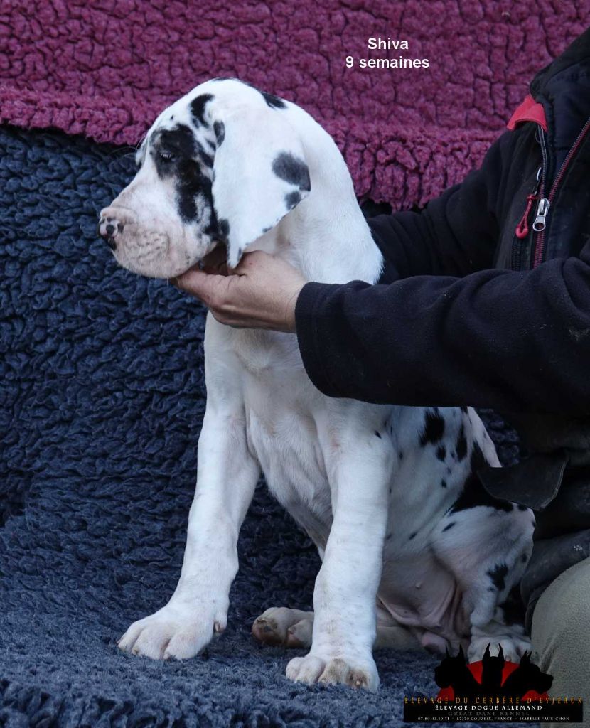 du Cerbere d'Eyjeaux - Chiots disponibles - Dogue allemand