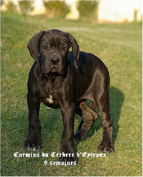 du Cerbere d'Eyjeaux - Dogue allemand - Portée née le 15/12/2007